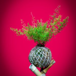 کوکداما اسپراگوس دم روباهی