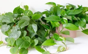 گیاه پتوس؛ چرا پتوس یکی از بهترین گیاهان آپارتمانی است؟