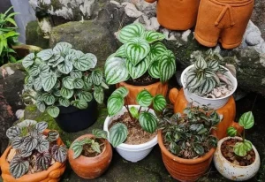 گیاه پپرومیا: راهنمای جامع نگهداری و ویژگی‌ها