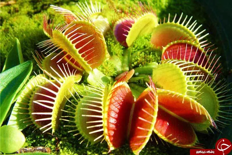 گیاهان گوشت‌خوار چیستند؟