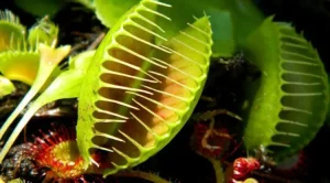 گیاهان گوشت‌خوار چیستند؟ 