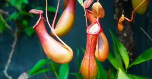 گیاهان گوشت‌خوار چیستند؟ 